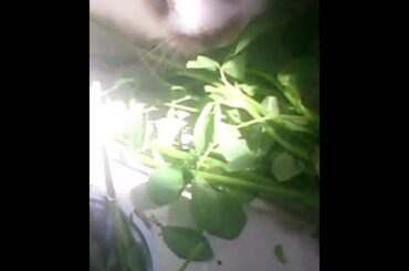 Baby Bunny eating