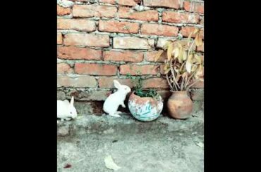Cute bunnies
