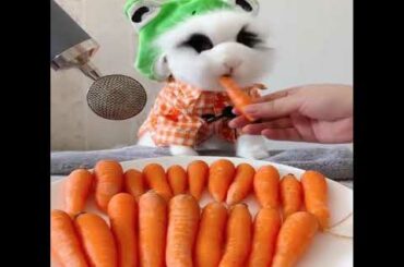 Funny and Cute Baby Bunny Rabbit