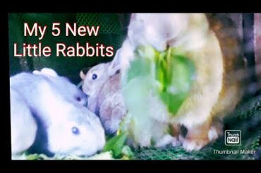 Limang anak nang rabbit ko bilis kumain