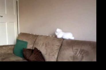 Baby rabbit nibbles cashews v1 - stop motion animation