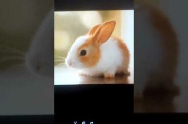 Cute baby bunny's