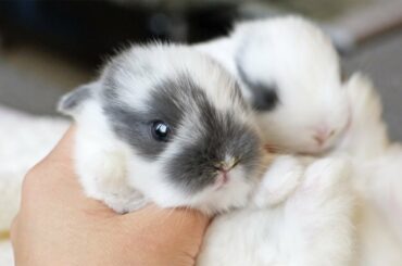 Adorable Newborn Bunny Learns How To Move (Animated)