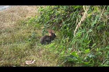 Cute baby bunny in Benjamin franklin elementary