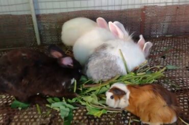 Rabbit Eating | Funny and Cute Baby Bunny Rabbit Videos | Baby Animals Video Compilation 2020