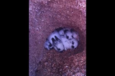 BABY BUNNY SURPRISE!  "Special Delivery"