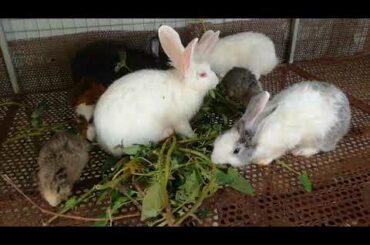 Rabbit | Rabbit Eating Convolvulus Plant | Funny and Cute Baby Bunny Rabbit Videos | Cute Rabbits