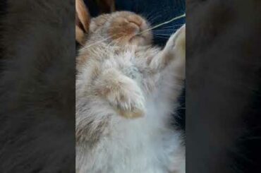 Cute baby rabbit sleep eating