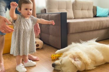 The first steps of a cute baby with daddy and a golden retriever!