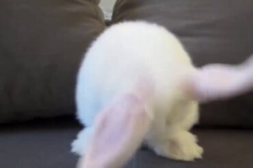 Rabbit
