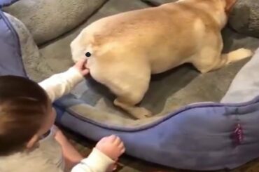 COVID 19 REACTION 🐶Funniest Dogs & Babies FAIL IN QUARANTINE 2020Iमजेदार कुत्ते और बच्चे में विफल र
