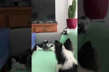 My cutest pets dog and babies bunnies