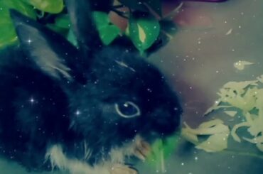Baby bunny 😍|| eating leaves | yum yum|| #rabbit #bunny