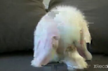 Cute baby bunny washes her face