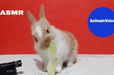 ASMR | Rabbit Eating | Cute Baby Rabbit Eating Lettuce - AnimalsVoice