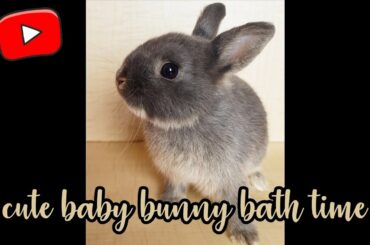 Cute Baby Netherland Dwarf Bunny Bath Time 🐰
