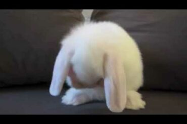 Cute little baby bunny washing for face