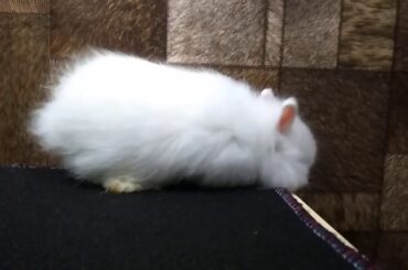 cute white rabbit