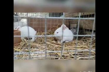 Baby Rabbit cute clips makes you relaxed for toddlers & Kids