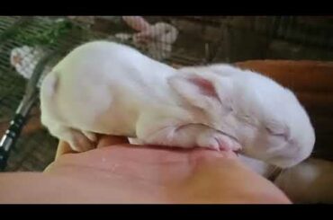 Baby rabbits - So cute