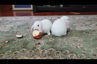 Baby bunnies eating real apple first time!!!
