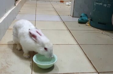 Adorable Baby Rabbit is Really Thirsty and Drink lots of Water