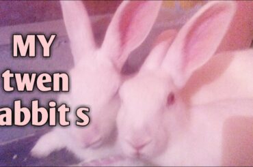Meet my pets l cute bunnies doing funny things l Rabbits playing l Indoor Rabbits l House Rabbit pet