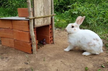 Creative Rabbit Trap Using Old Bricks With Flat Wood