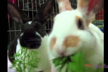 Baby Bunnies DinnerTime