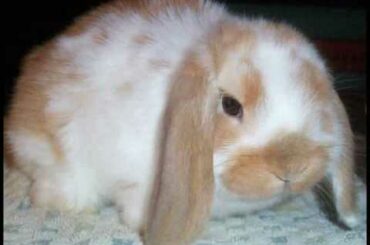 Cute little baby animals kittens bunnies deer fawn