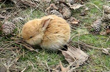 Baby Bunnies @ UVic (10)