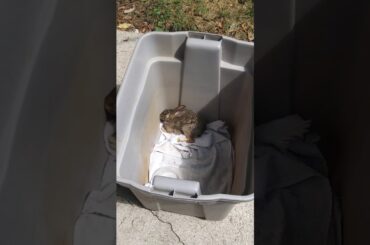 Wild Baby Rabbit Attacked by a CAT!!