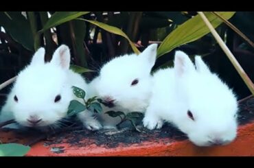 Funny and Cute Baby Bunny Rabbit Videos _ The Cutest Baby Bunny Rabbit Compilation - Funny Video