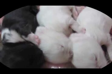 Baby Bunny So Cute