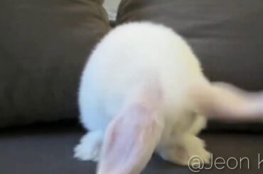 cute bunnies washing their faces