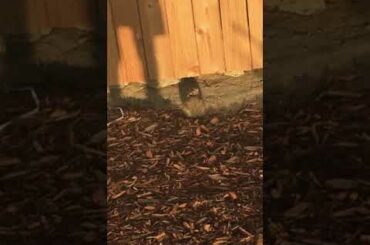 Another baby bunny