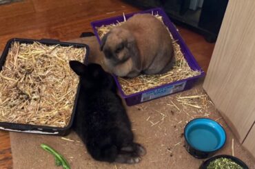 The Bunnies Being Cute For 35 Seconds