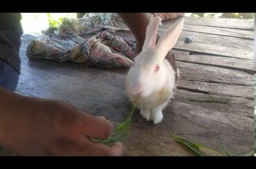 Funny And Baby Funny Rabbit Videos