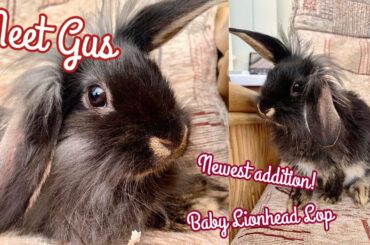 MEET GUS: My Beautiful New Baby Lionhead Lop Rabbit | KatiesPetLife