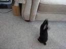My Spastic Bunny Rabbit
