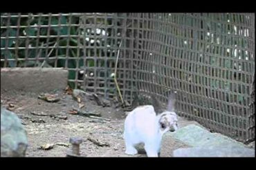#03 Cute baby Domestic Rabbit.かわいいカイウサギの赤ちゃん。