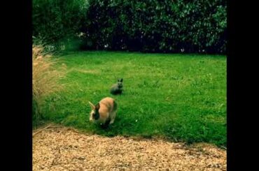 Magic cute and cool rabbit