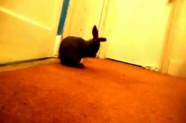 My Baby Rabbit - peaky :D