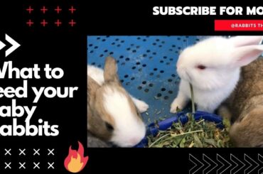 What to feed your Baby Rabbits - Baby rabbit favorite Food - Baby Bunny Care -Cute Baby Rabbits