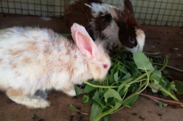 Rabbit | Rabbit Eating | Funny and Cute Baby Bunny Rabbit Videos Compilation | Cute Rabbits