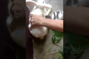 Baby Rabbit Feeding Milk By Their Mother