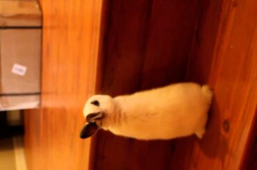 Baby Bunny Climbs the Stairs