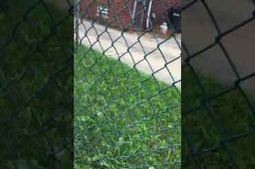 Found a cute plus a cat with a. Baby bunnies in the mama bunny