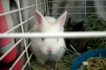 baby bunnies for sale(SOLD OUT)