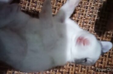 Ur baby rabbit🐇